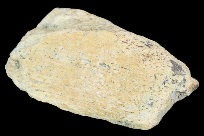 Hadrosaur Bone Fragment - Montana #103202